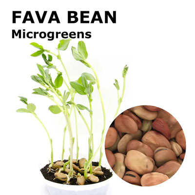 Fava Beans Microgreen