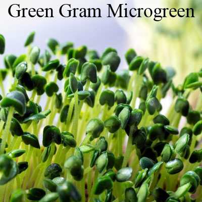 Green gram Microgreen Mung Bean
