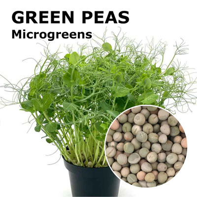 Green Peas Microgreen