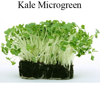 Kale Microgreen