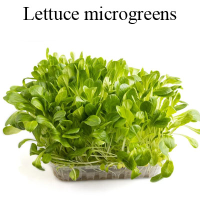 Lettuce microgreen