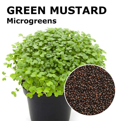Mustard microgreen