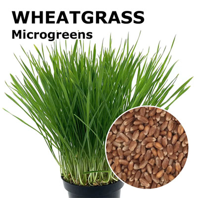 Wheatgrass microgreen