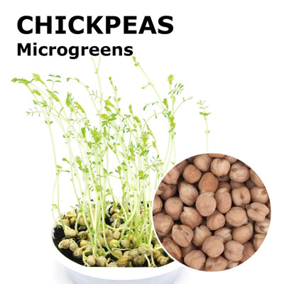 chickpea Bengal gram microgreen