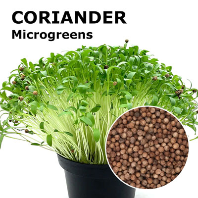 Coriander microgreen
